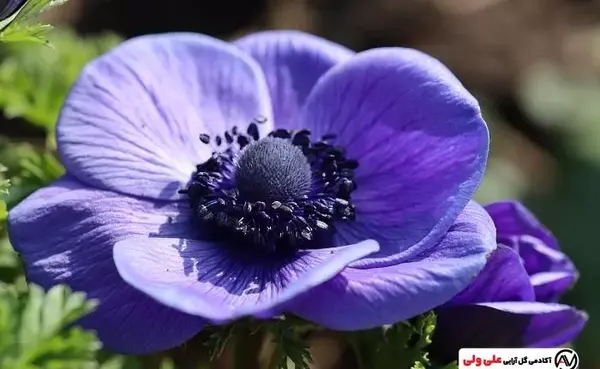 عکس گل شقایق رنگارنگ