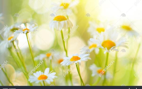 عکس گل بابونه در طبیعت