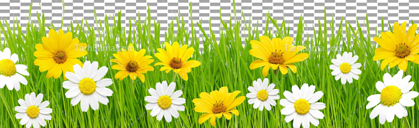 عکس گل بابونه در طبیعت