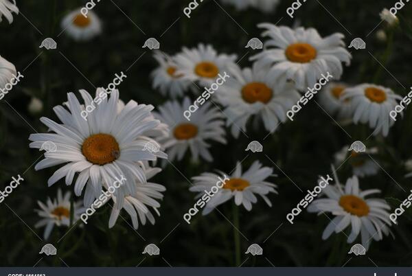 عکس گل بابونه در طبیعت