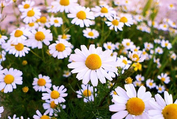 عکس گل بابونه در طبیعت