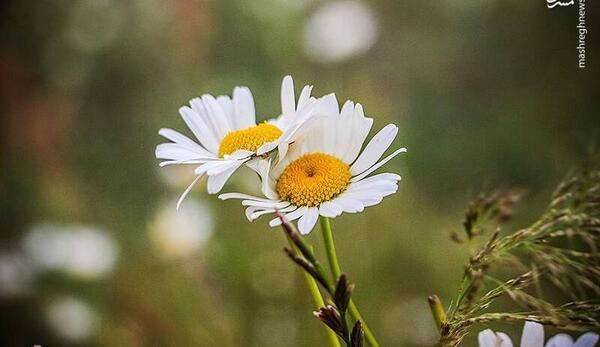 عکس گل بابونه در طبیعت