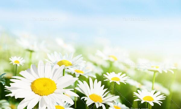 عکس گل بابونه در طبیعت