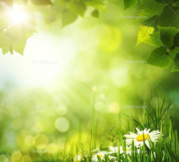 عکس گل بابونه در طبیعت