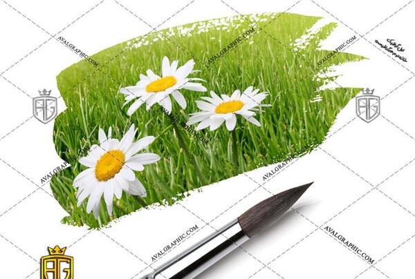 عکس گل بابونه در طبیعت