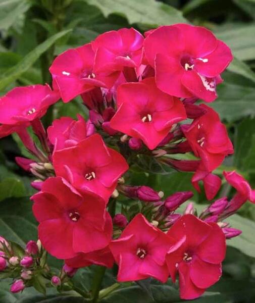 عکس گل شب بو زیبا
