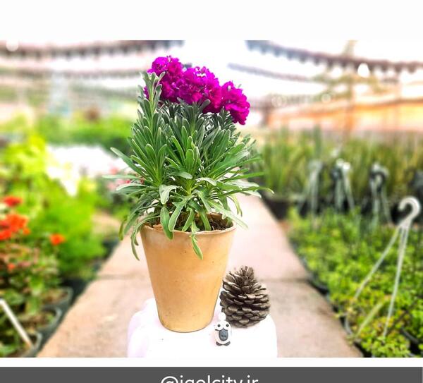 عکس گل شب بو زیبا