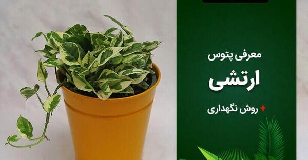 عکس گل پتوس در خانه