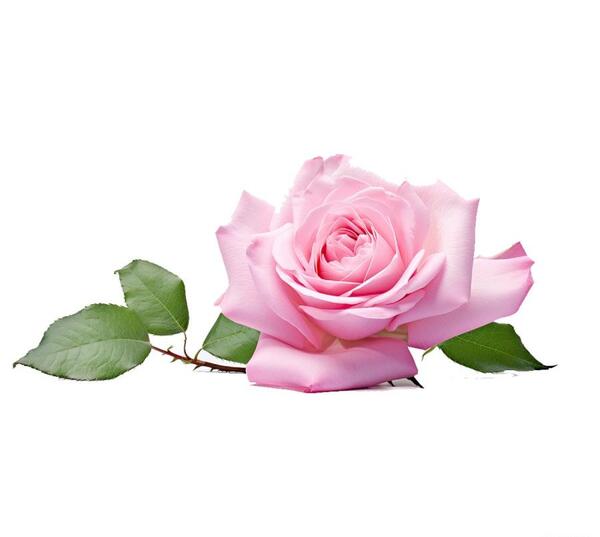 عکس گل پس زمینه سفید