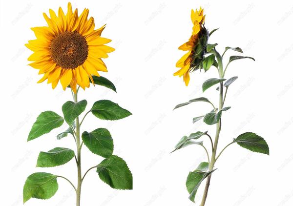 عکس گل پس زمینه سفید