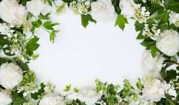 عکس گل پس زمینه سفید