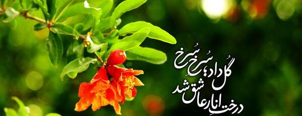 عکس گل اناری