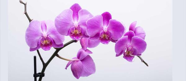 عکس گل ارکیده آبی