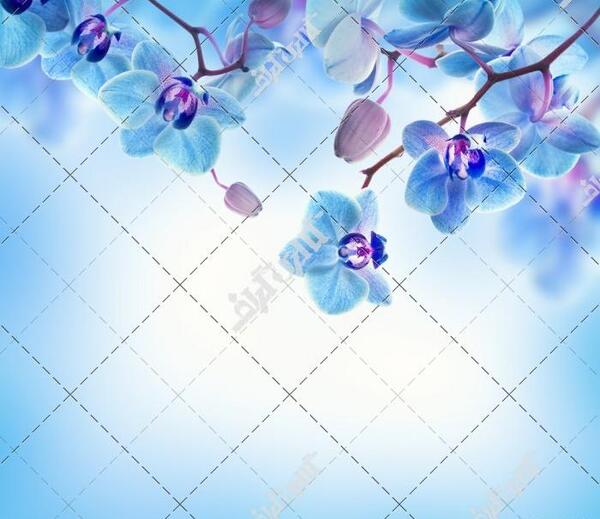 عکس گل ارکیده آبی