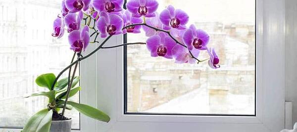 عکس گل ارکیده آبی