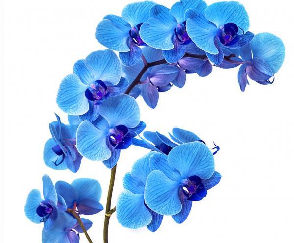 عکس گل ارکیده آبی