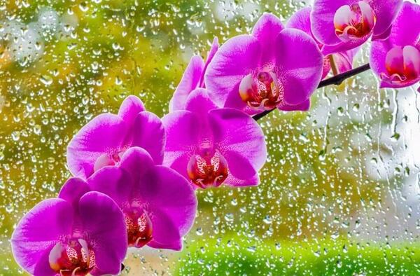 عکس گل ارکیده آبی