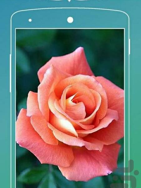 عکس گل خفن برای تصویر زمینه