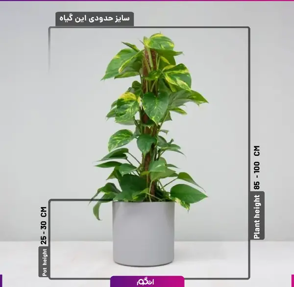 عکس گل پتوس سبز