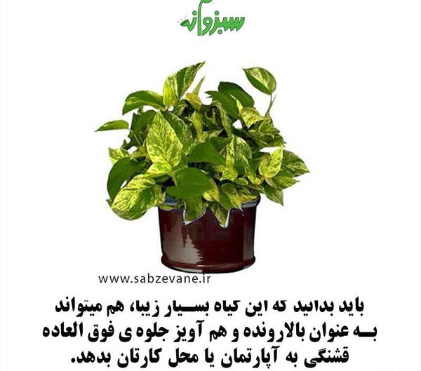 عکس گل پتوس سبز