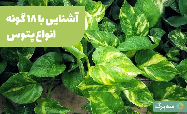 عکس گل پتوس سبز
