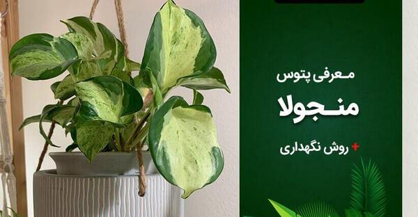 عکس گل پتوس سبز