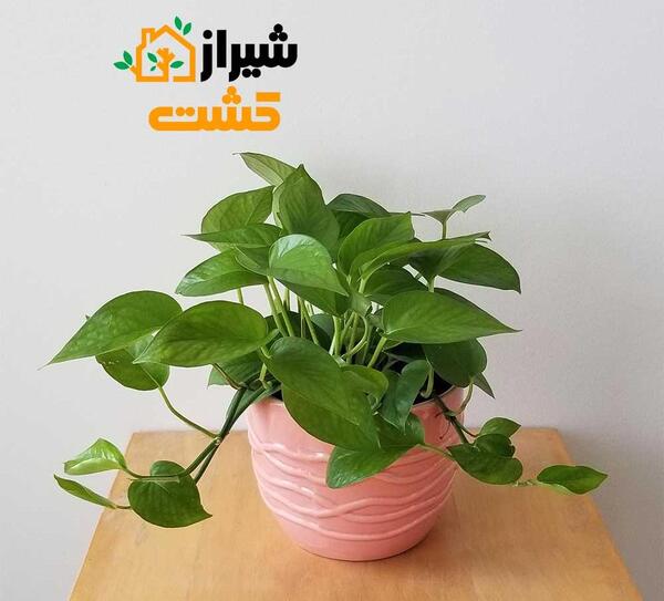 عکس گل پتوس سبز