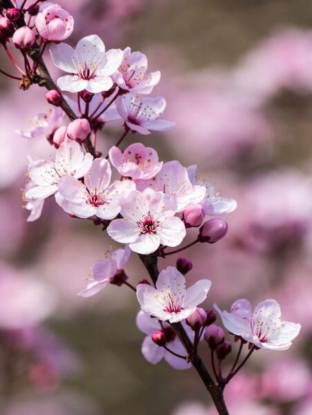 عکس گل های خاص برای پروفایل
