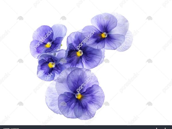 عکس گل قلب ارغوانی