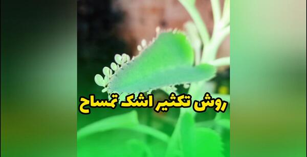عکس گل اشک اژدها