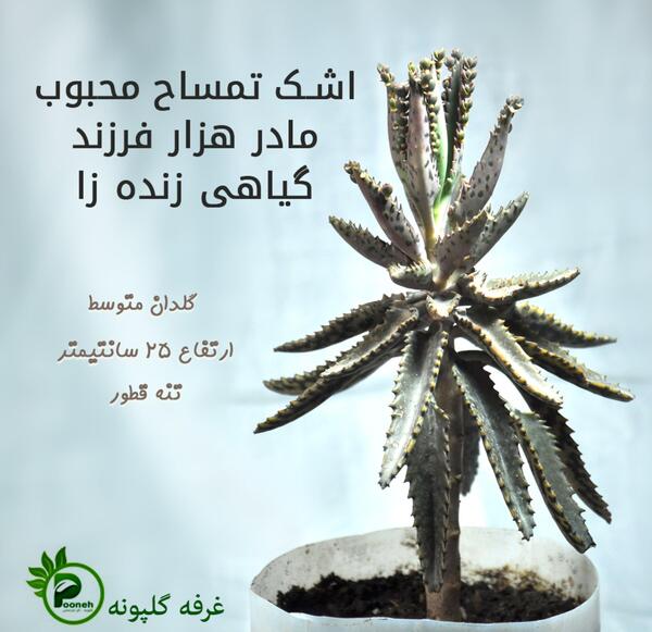 عکس گل اشک اژدها