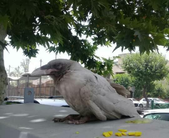 عکس کلاغ سیاه سفید