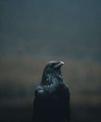 عکس کلاغ سیاه سفید