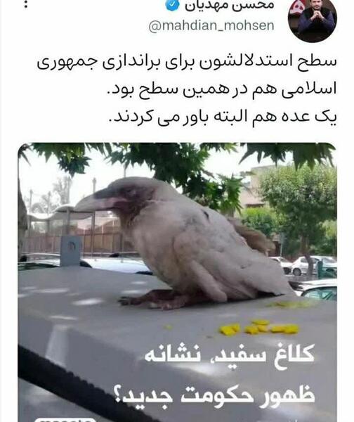 عکس کلاغ سیاه سفید