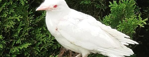 عکس کلاغ سیاه سفید