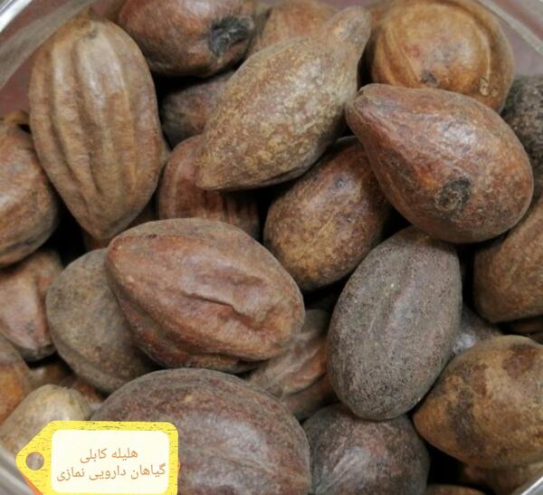 عکس میوه هلیله سیاه