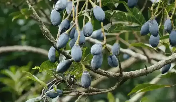 عکس میوه هلیله سیاه