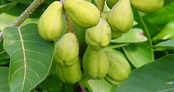 عکس میوه هلیله سیاه