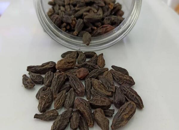 عکس میوه هلیله سیاه