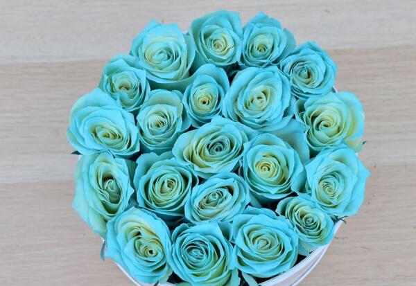عکس گل آبی رز