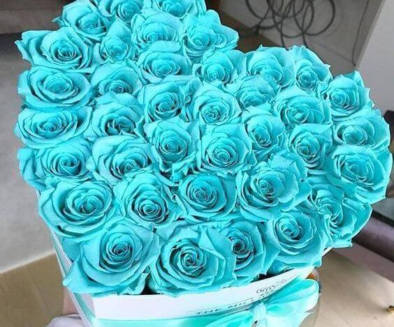 عکس گل آبی رز