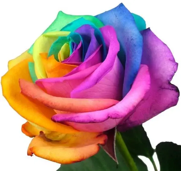 عکس گل چند رنگ زیبا