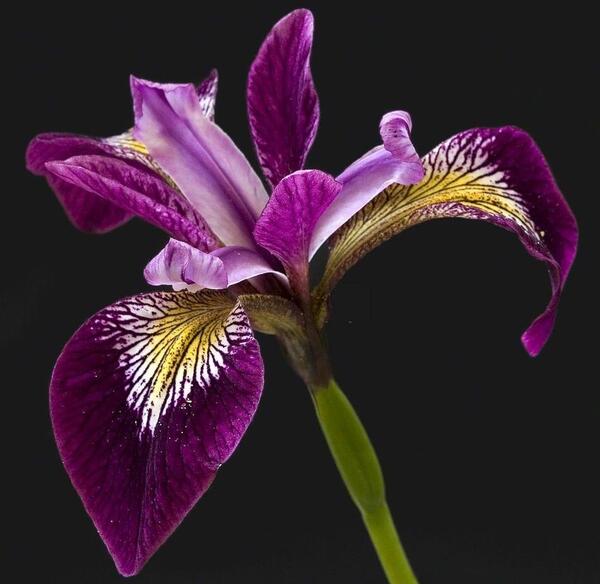 عکس گل زنبق آبی