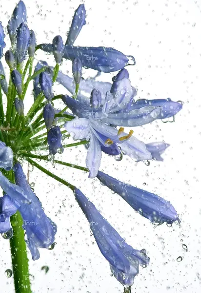 عکس گل زنبق آبی