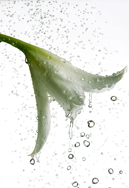 عکس گل زنبق آبی