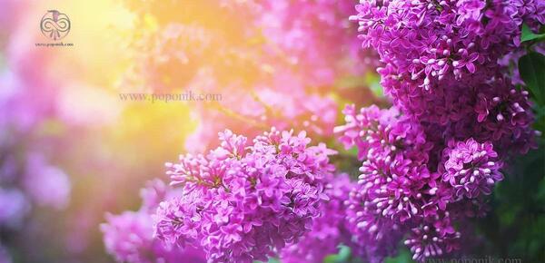 عکس چای گل یاس