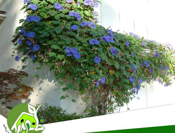 عکس گل پیچک رونده