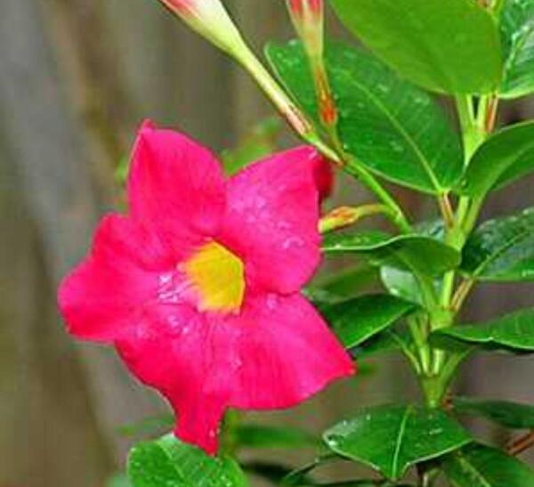 عکس گل پیچک رونده