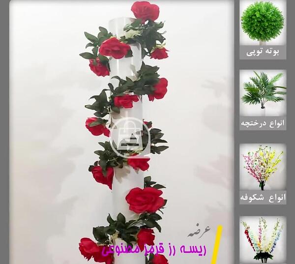 عکس گل پیچک رونده