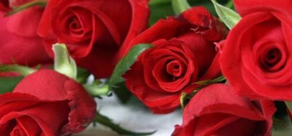 عکس گل جدید عاشقانه